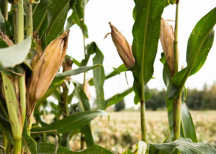 Agriturismo Corte Ruffoni
